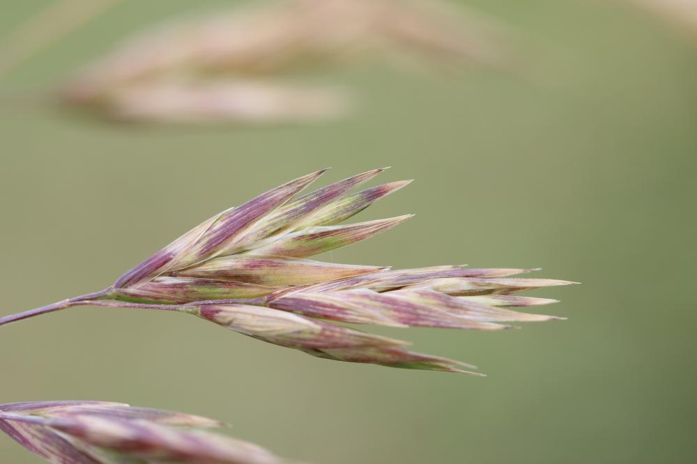 Brome faux Uniola, Brome purgatif Bromus catharticus Vahl, 1791