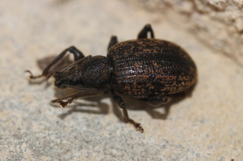  Otiorhynchus aurifer Boheman, 1842