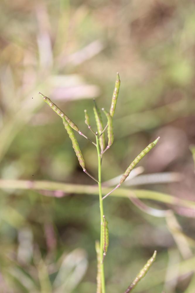 Chou ligneux, Chou fruticuleux Brassica fruticulosa Cirillo, 1792