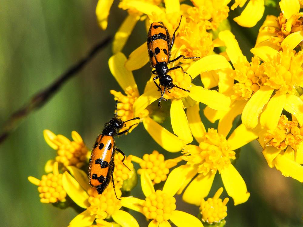  Mylabris connata (Rey, 1892)