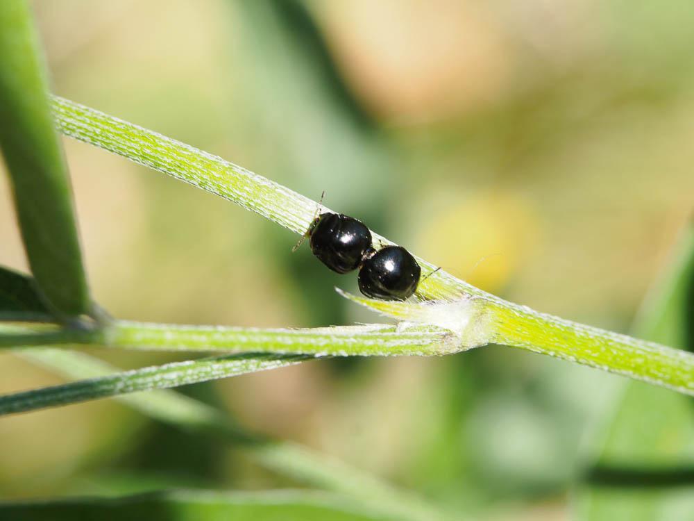 Punaise cuirasse Coptosoma scutellatum (Geoffroy, 1785)