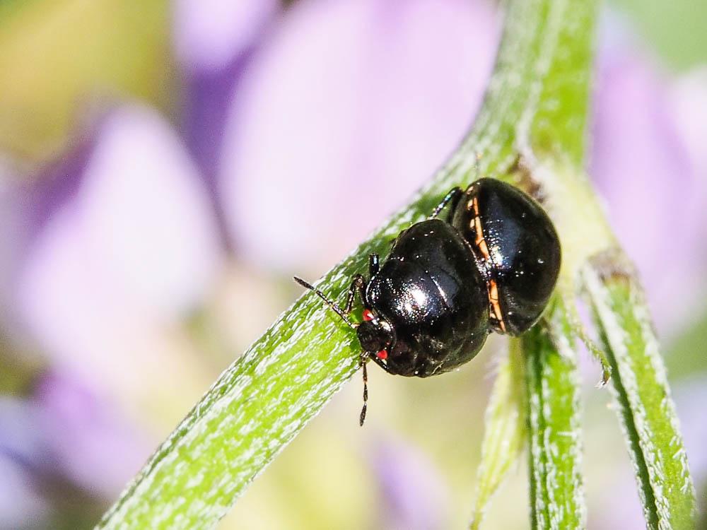 Punaise cuirasse Coptosoma scutellatum (Geoffroy, 1785)