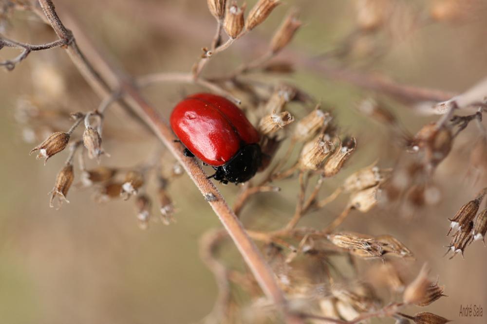 Chrysolina lucida (Olivier, 1807)