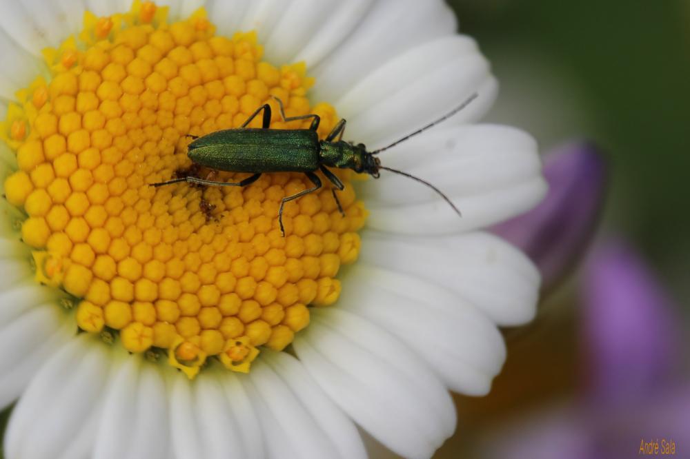Chrysanthie verte Chrysanthia viridissima (Linnaeus, 1758)
