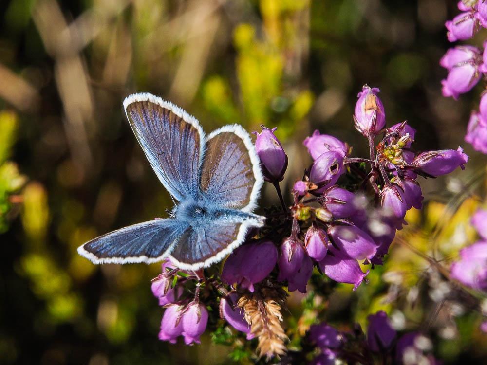 Azuré de l'Ajonc (L'), Argus bleu-violet (L'), Arg Plebejus argus (Linnaeus, 1758)