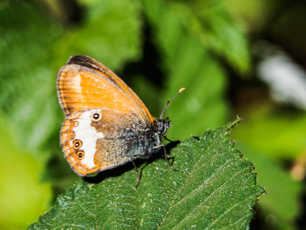 Céphale (Le), Arcanie (L') Coenonympha arcania (Linnaeus, 1760)