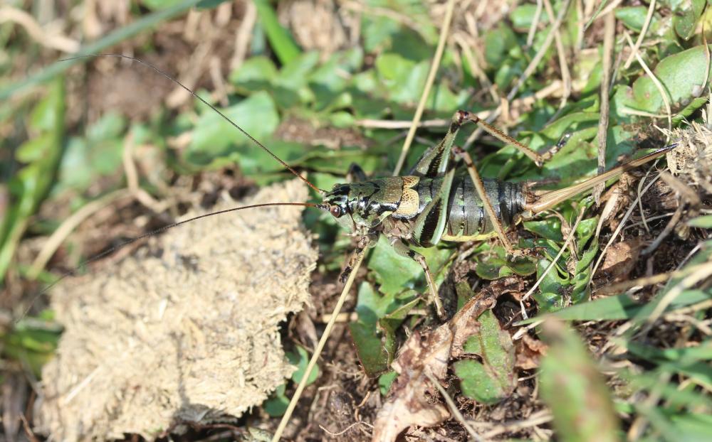 Antaxie pyrénéenne Antaxius hispanicus Bolívar, 1884