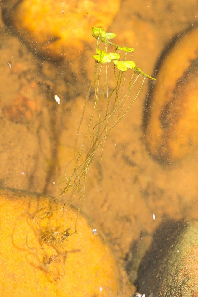 Petite lentille d'eau Lemna minor L., 1753