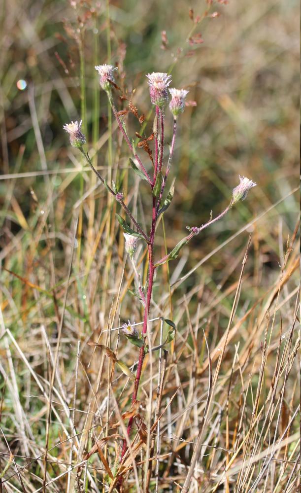 Vergerette acre, Érigeron âcre Erigeron acris L., 1753