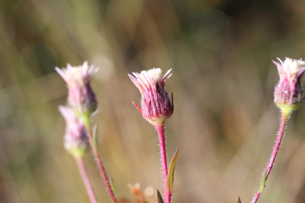 Vergerette acre, Érigeron âcre Erigeron acris L., 1753