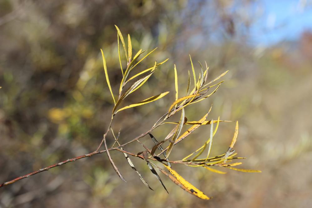 Saule drapé Salix eleagnos Scop., 1772
