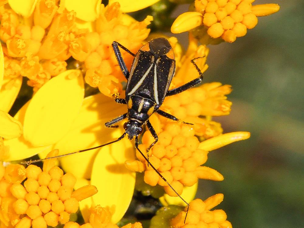 Hadrodemus m-flavum (Goeze, 1778)