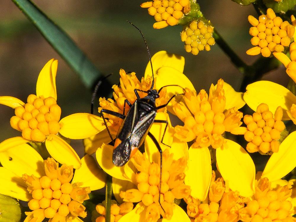 Hadrodemus m-flavum (Goeze, 1778)