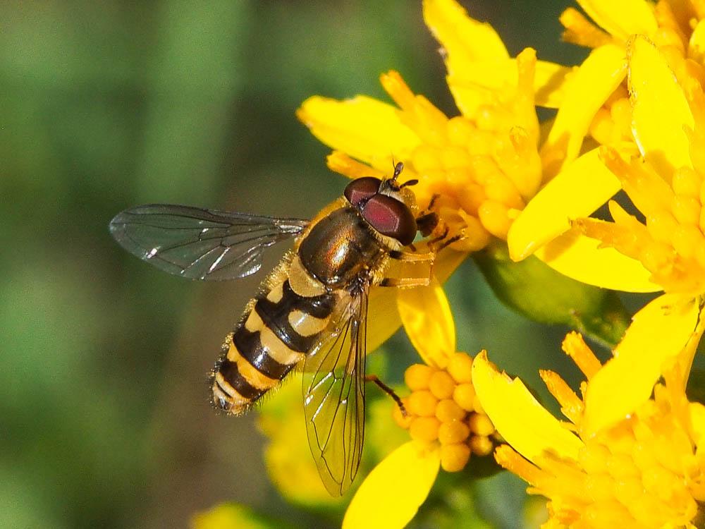 Syrphus vitripennis Meigen, 1822