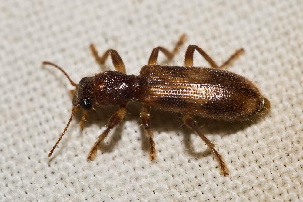Clairon porte-croix Opilo mollis (Linnaeus, 1758)
