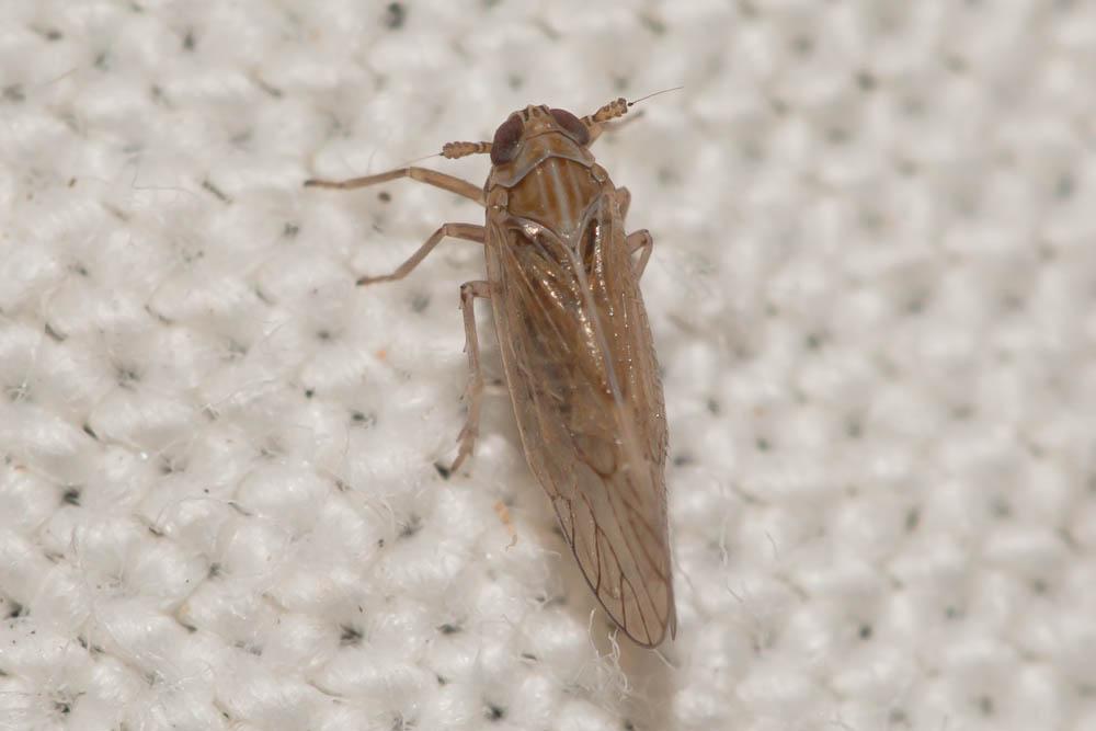  Toya propinqua (Fieber, 1866)