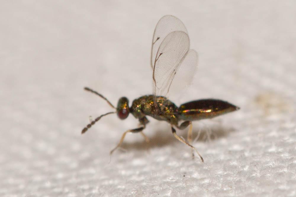 Eulophidae Westwood, 1829