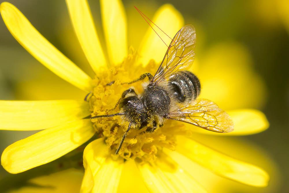  Osmia Panzer, 1806