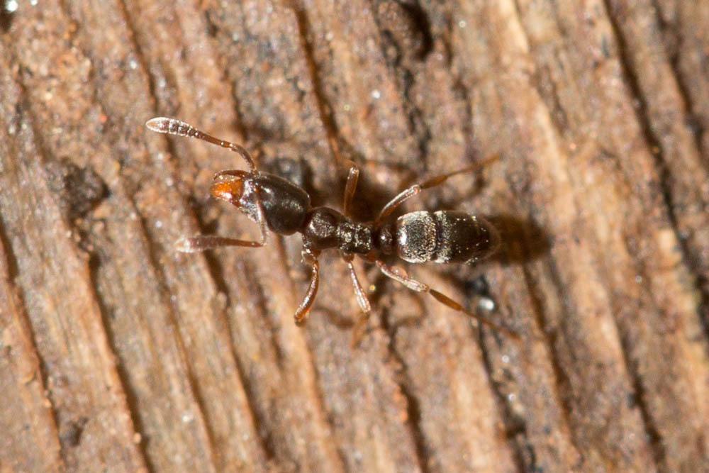 Ponera coarctata (Latreille, 1802)