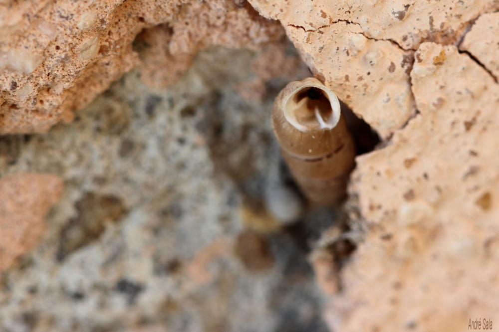 Perlée commune Papillifera papillaris (O.F. Müller, 1774)