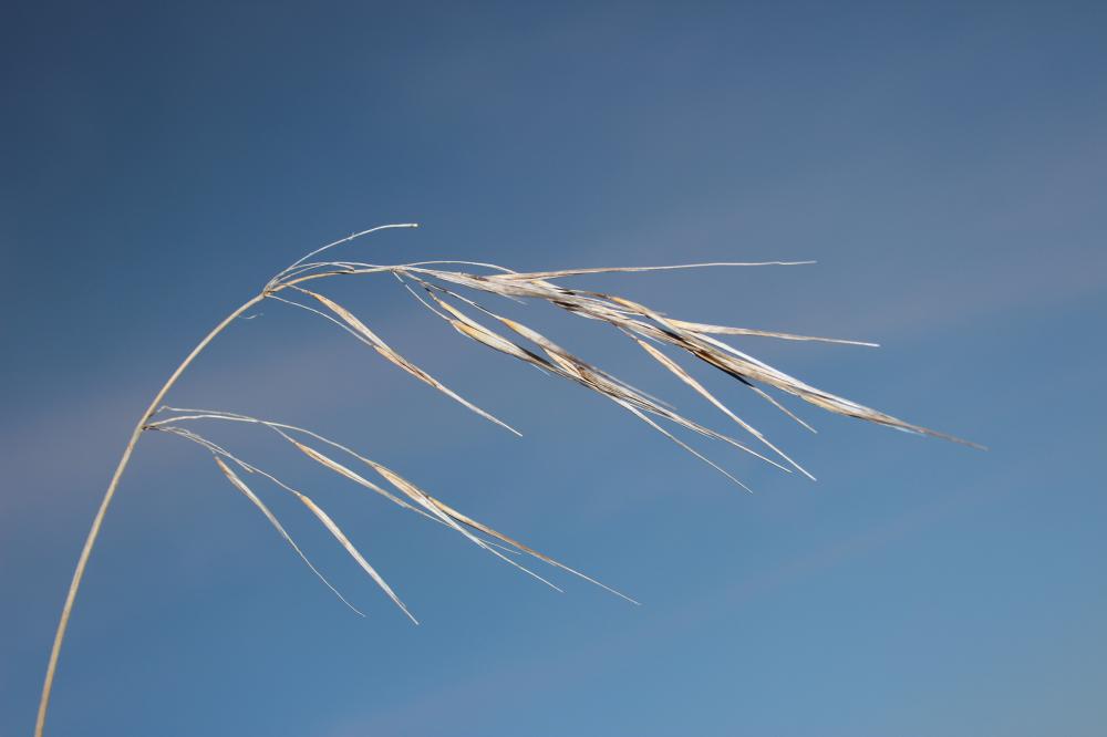 Brome stérile Anisantha sterilis (L.) Nevski, 1934