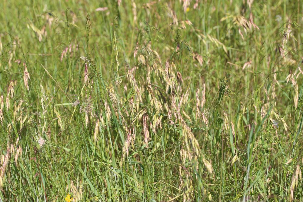Brome raboteux Bromus squarrosus L., 1753
