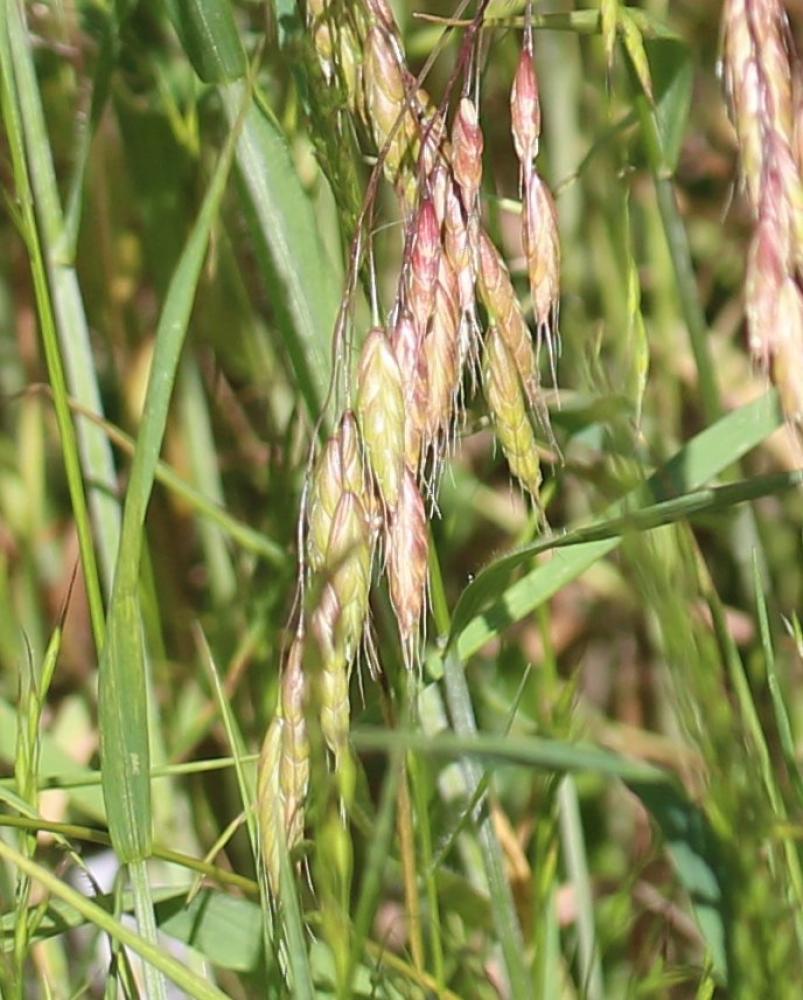 Brome raboteux Bromus squarrosus L., 1753