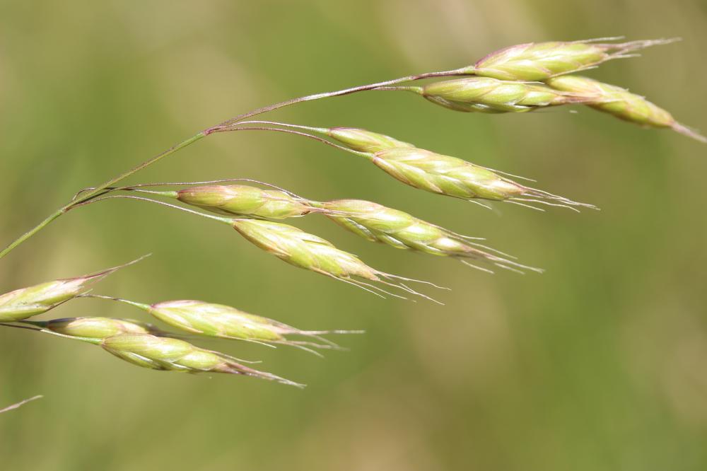 Brome raboteux Bromus squarrosus L., 1753