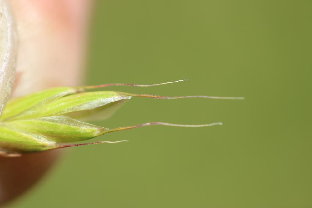 Brome raboteux Bromus squarrosus L., 1753