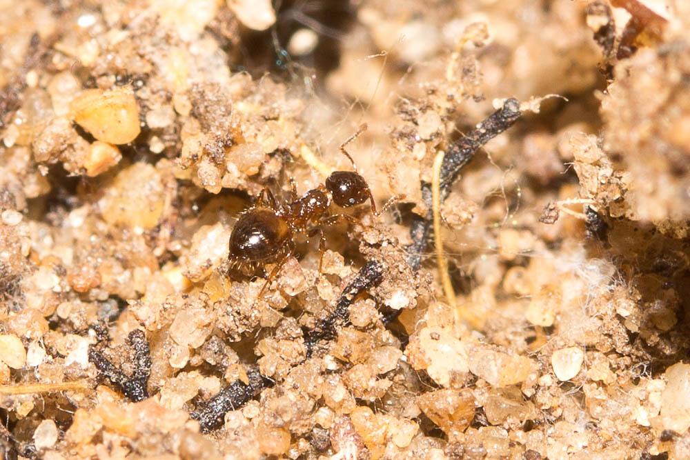  Crematogaster sordidula (Nylander, 1849)