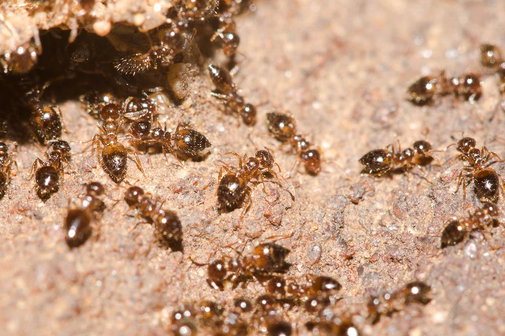 Crematogaster sordidula (Nylander, 1849)