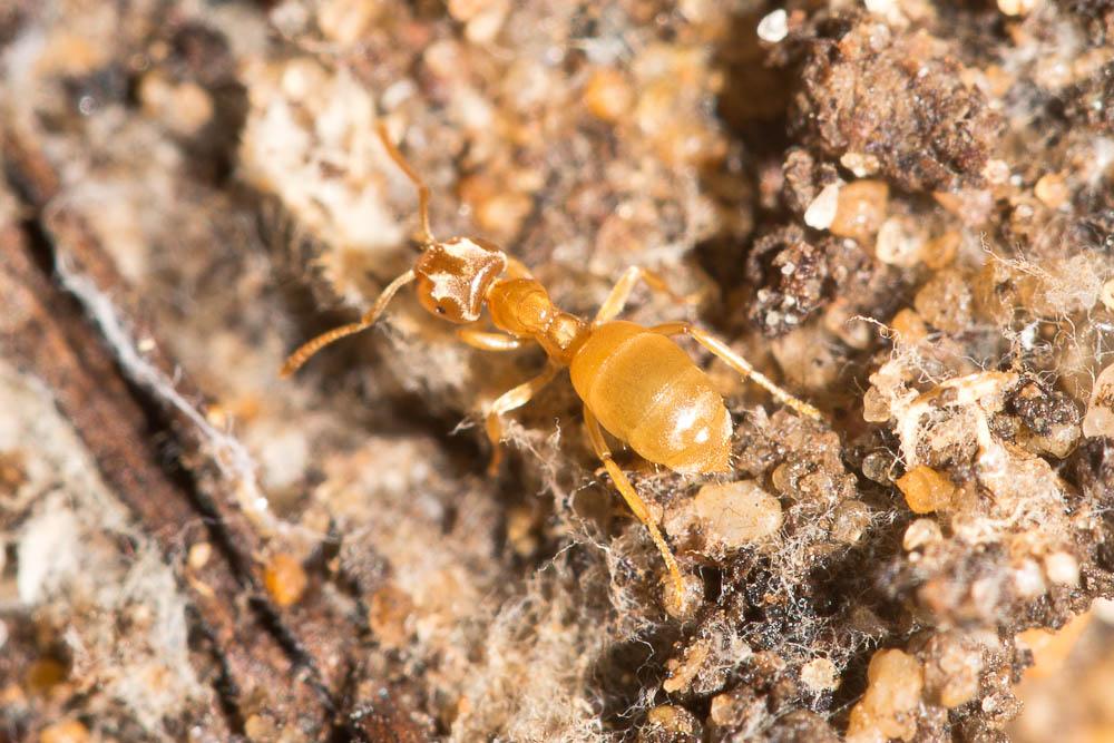 Fourmi jaune Lasius flavus (Fabricius, 1782)