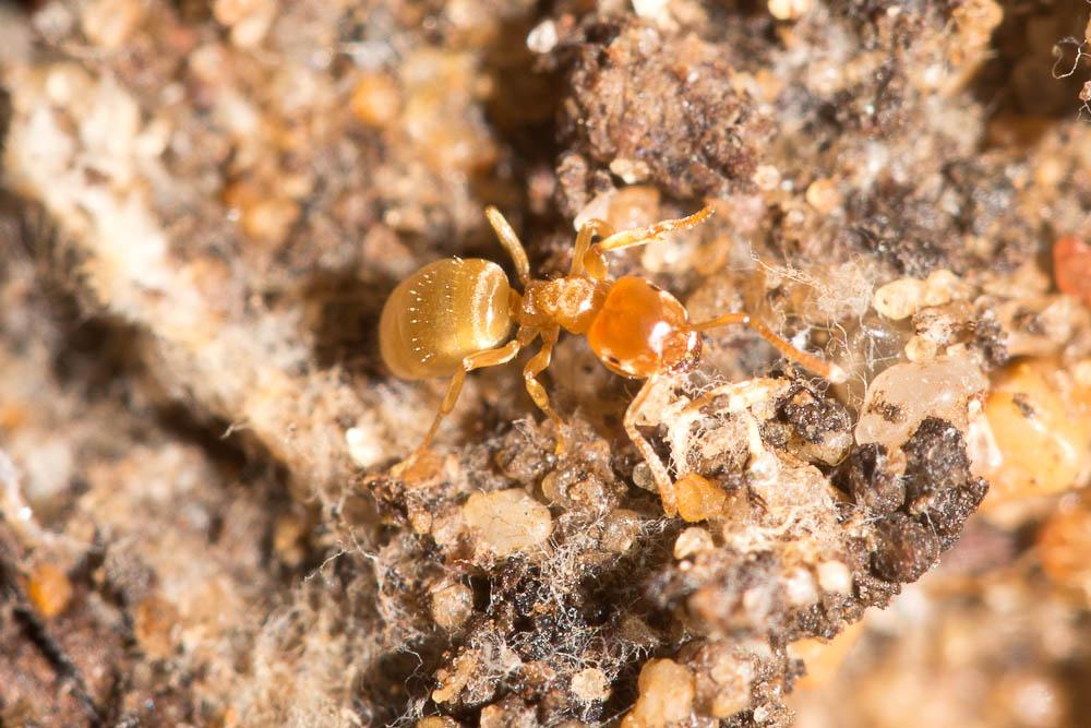 Fourmi jaune Lasius flavus (Fabricius, 1782)