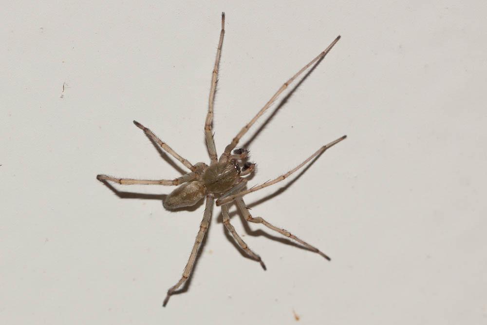 Cheiracanthium mildei L. Koch, 1864