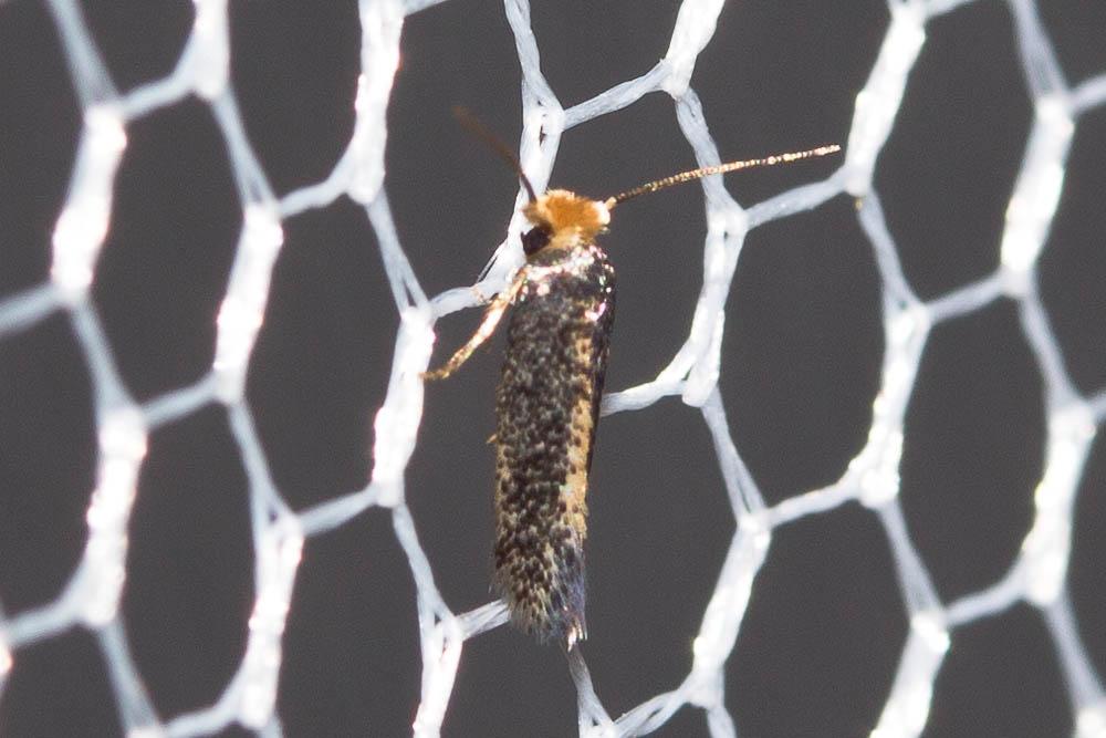 Glaucolepis melanoptera (van Nieukerken & Puplesis, 1991)