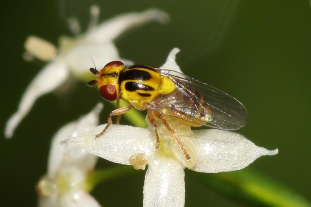  Thaumatomyia Zenker, 1833