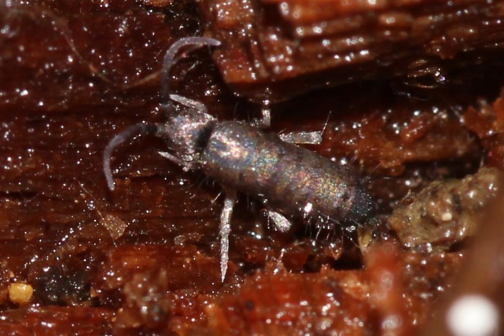  Tomoceridae Schäffer, 1896