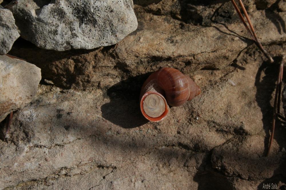 Élégante des calanques Tudorella sulcata (Draparnaud, 1801)