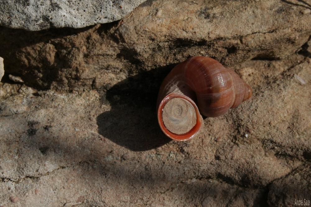 Élégante des calanques Tudorella sulcata (Draparnaud, 1801)