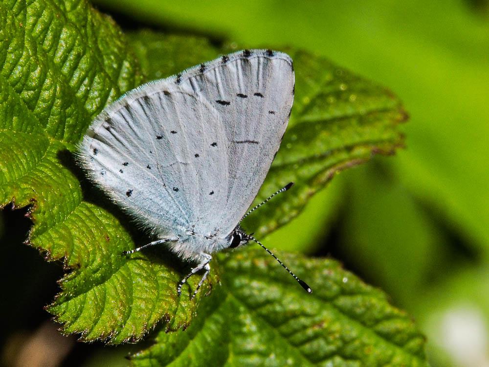 Azuré des Nerpruns (L'), Argus à bande noire (L'), Celastrina argiolus (Linnaeus, 1758)