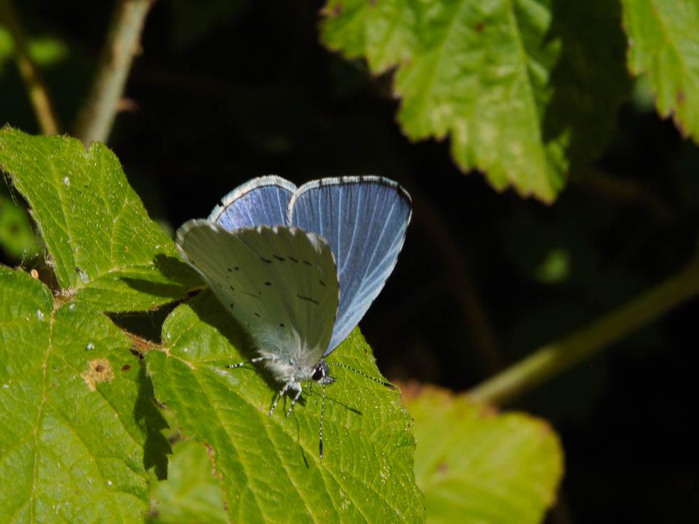 Azuré des Nerpruns (L'), Argus à bande noire (L'), Celastrina argiolus (Linnaeus, 1758)