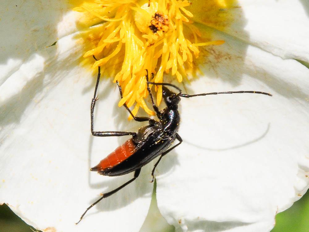 Lepture noir Stenurella nigra (Linnaeus, 1758)