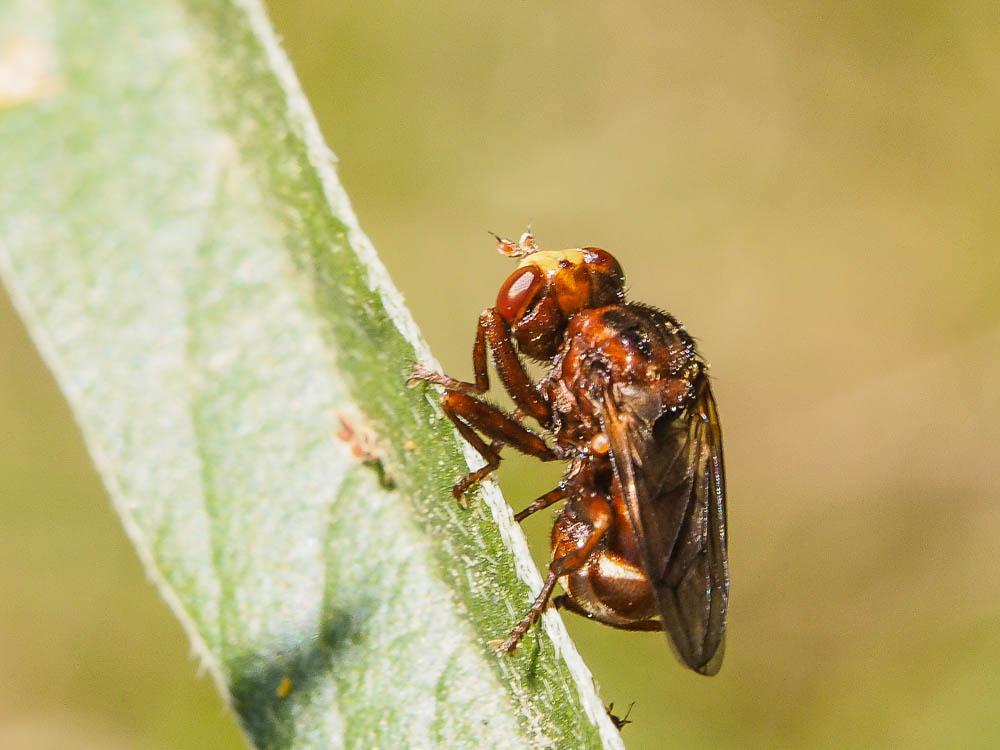 Sicus ferrugineus (Linnaeus, 1760)