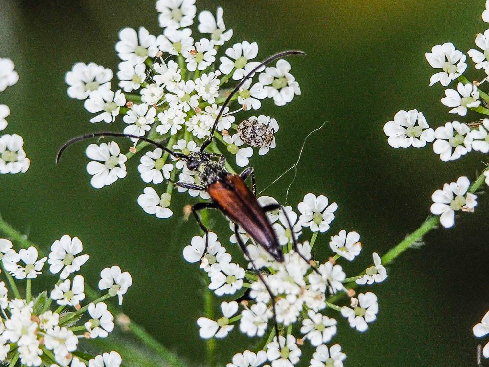Stenurella melanura (Linnaeus, 1758)