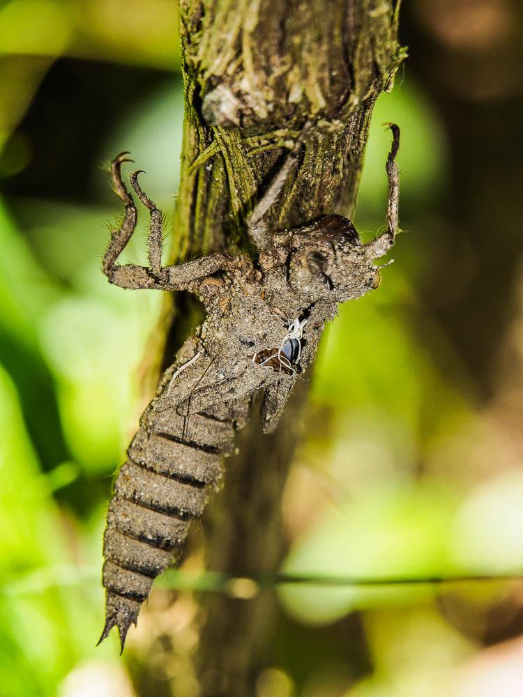 Le Cordulégastre annelé (Le) Cordulegaster boltonii (Donovan, 1807)
