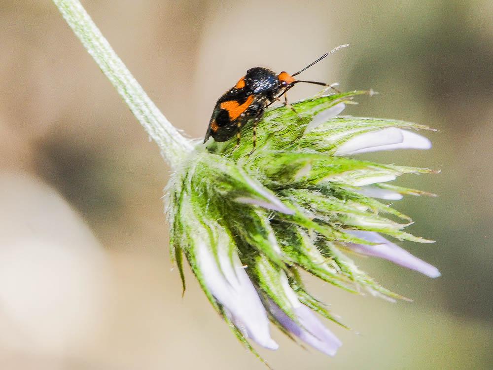  Deraeocoris schach (Fabricius, 1781)