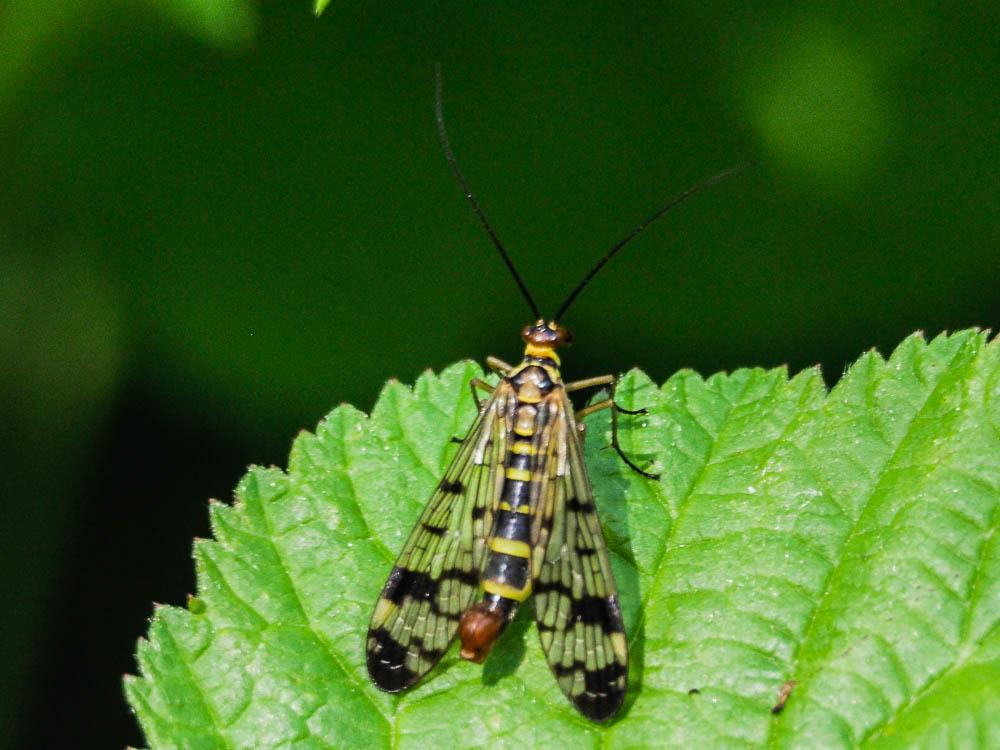 Panorpa cognata Rambur, 1842