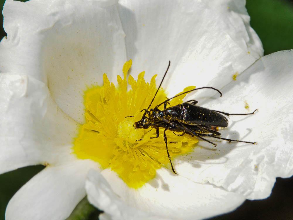 Lepture noir Stenurella nigra (Linnaeus, 1758)