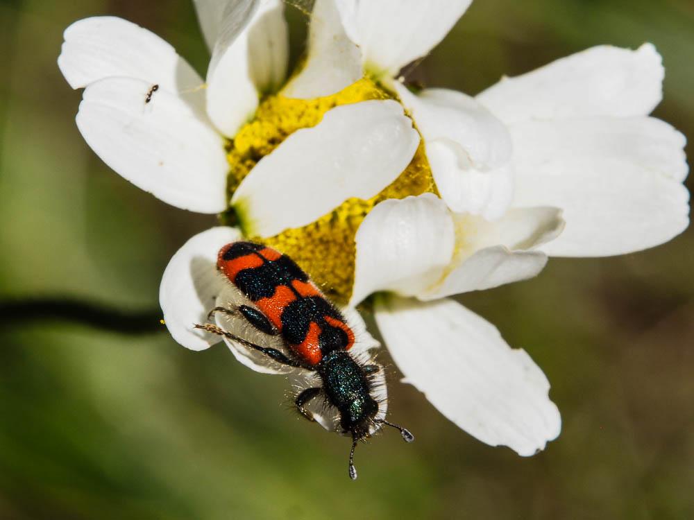 Clairon des ruches Trichodes alvearius (Fabricius, 1792)