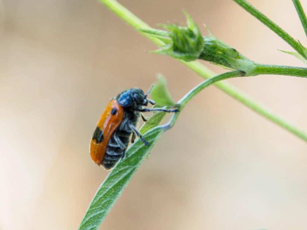 Clytra laeviuscula Ratzeburg, 1837
